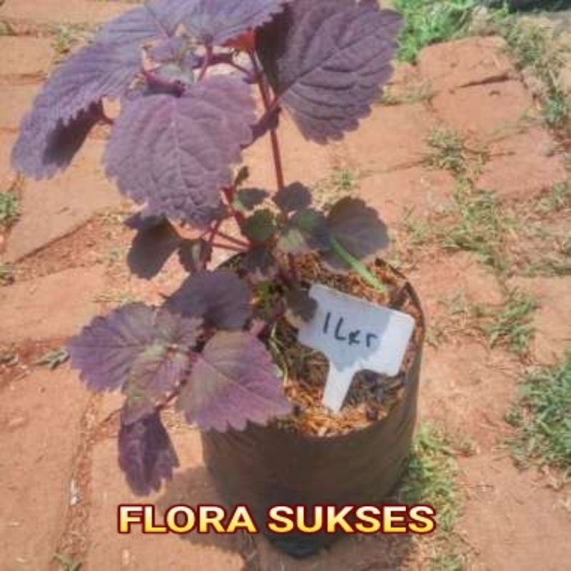 Tanaman Obat Daun Iler Miyana Ungu Miana Ungu