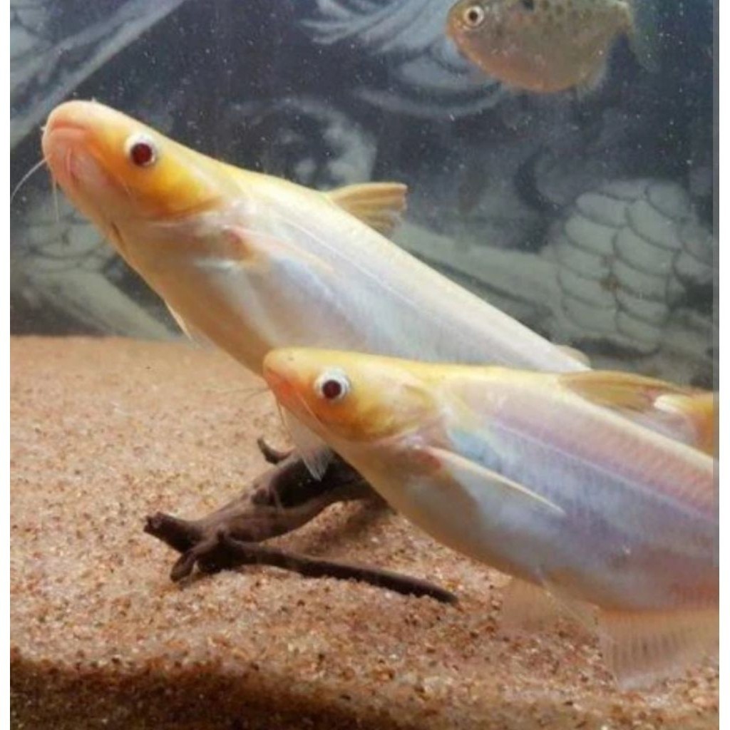 pakan mainan ikan Patin Siam ( ISI 3 )Albino putih 6-8 cm untuk kolam hias tankmate koi aquarium hia
