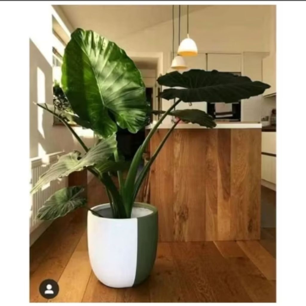 Benih Talas Sente Daun Jumbo - Multifungsi: Pakan Gurame & Hiasan Pot toko lokal