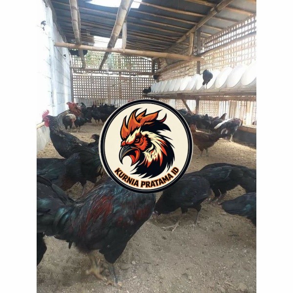 Telur ayam KUB petelur handal siap ditetaskan - telur ayam kub KURNIA PRATAMA ID