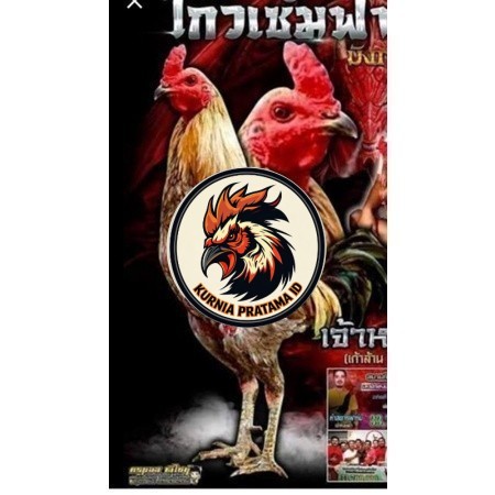 Telur fertil ayam aduan yokeree x ninja kualitas super / mangon iq /pama iq / mangon vip / pama vip 