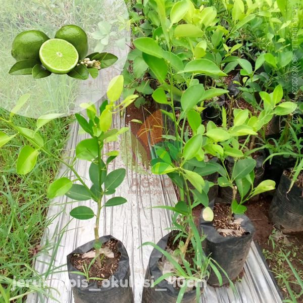 Bibit jeruk nipis okulasi