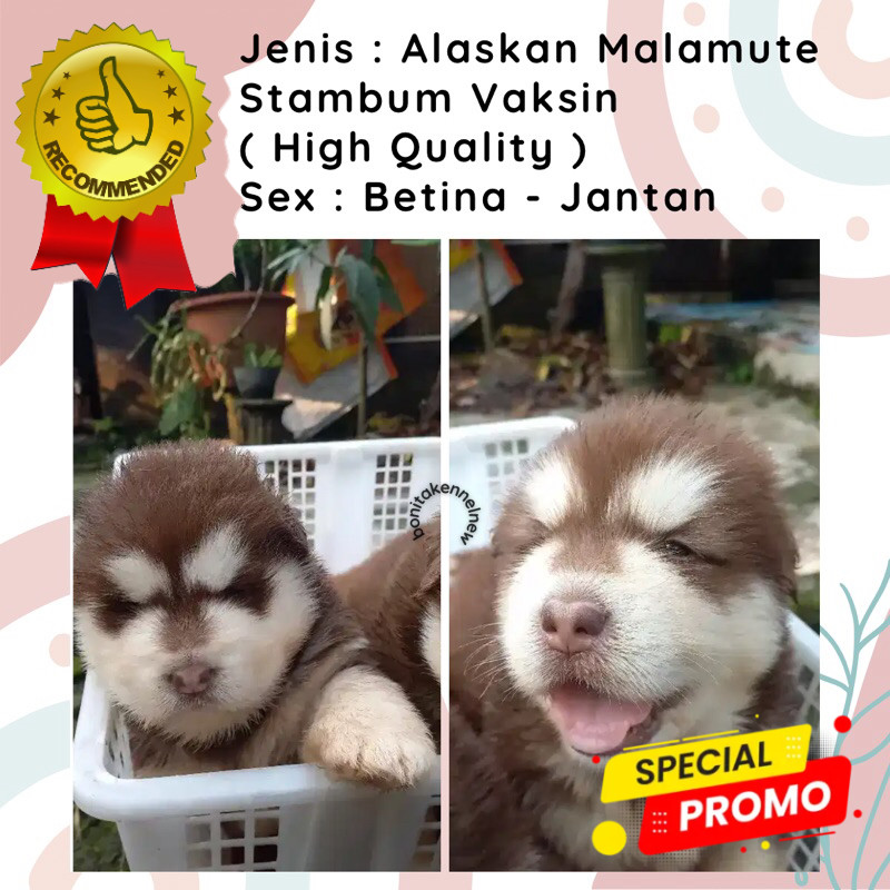 Anak Anjing Alaskan Malamute Stambum Jantan Betina Grey Red