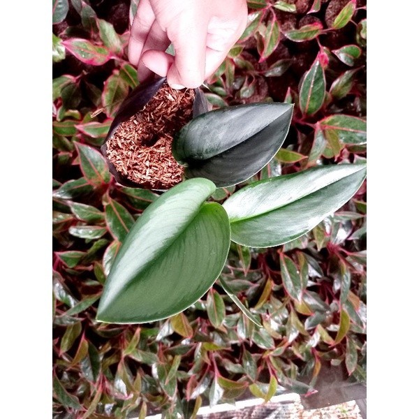 Tanaman Scindapsus Silver