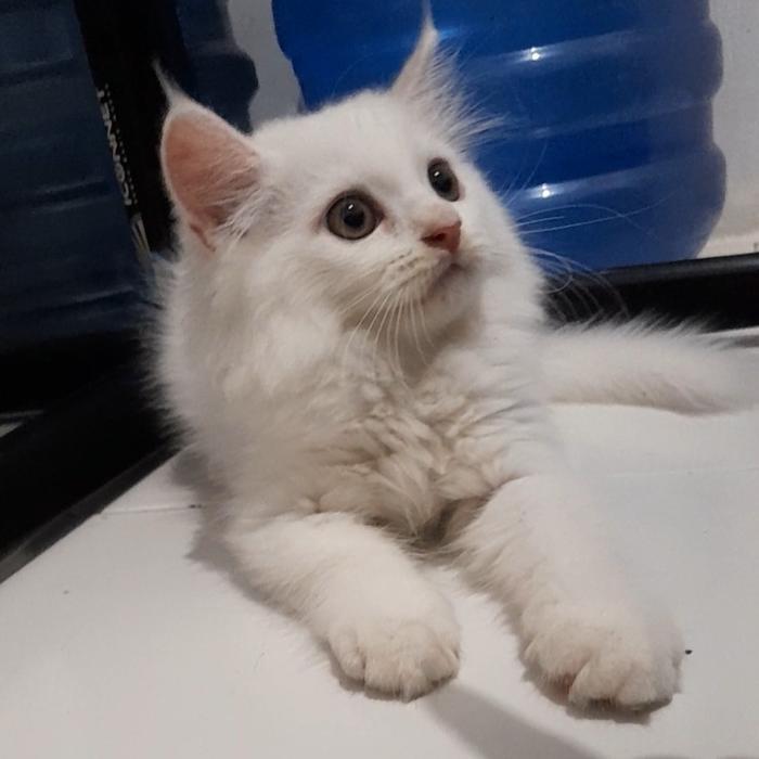 kucing kitten persia mix Maicoon x Persmed x flatnose Umur 2 bulan - prsia x maicone