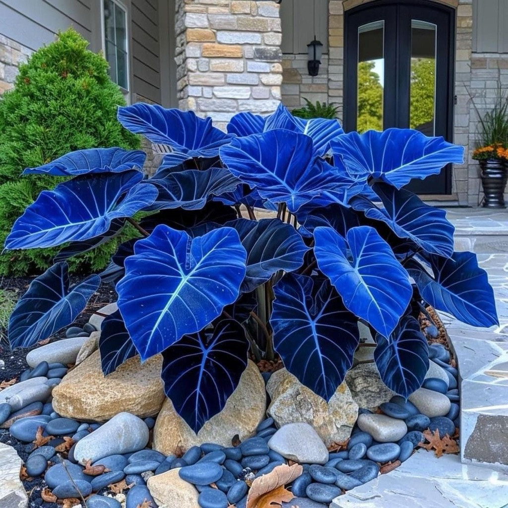 umbi Caladium blue thailand keladi thailand cantik hias tanaman keladi bibit