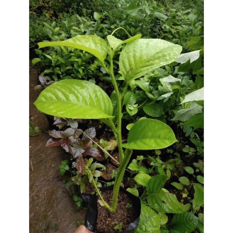 Bibit tanaman erbis markisa jumbo