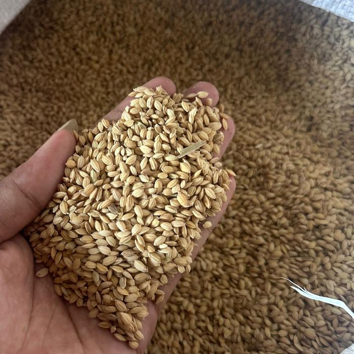 500 gr New GABAH IMPORT SUPER pakan ayam 1KG