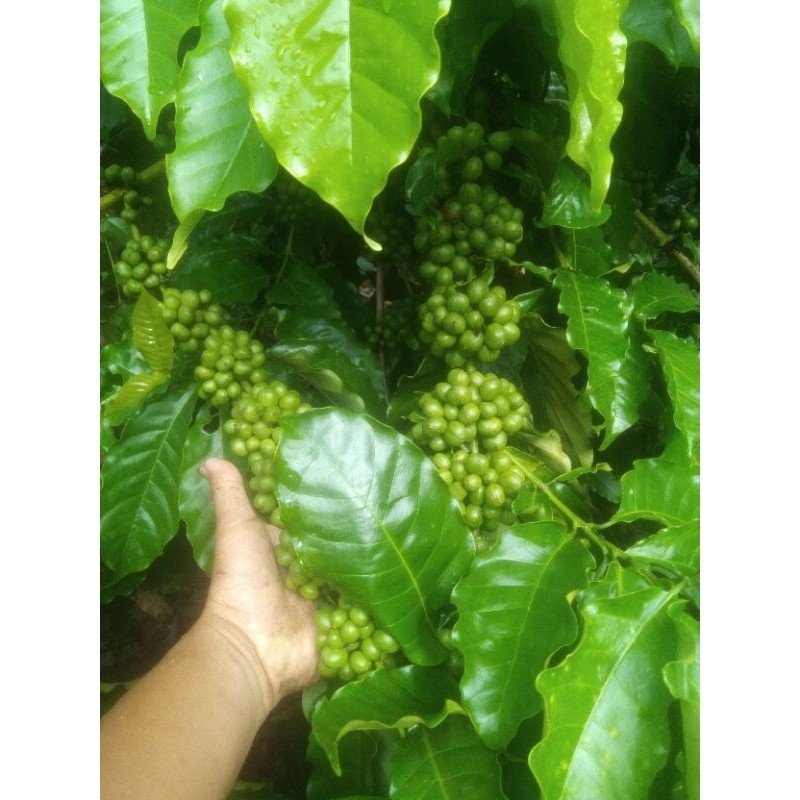 entres kopi Mega tanjung basemah 25 ranting p10cm