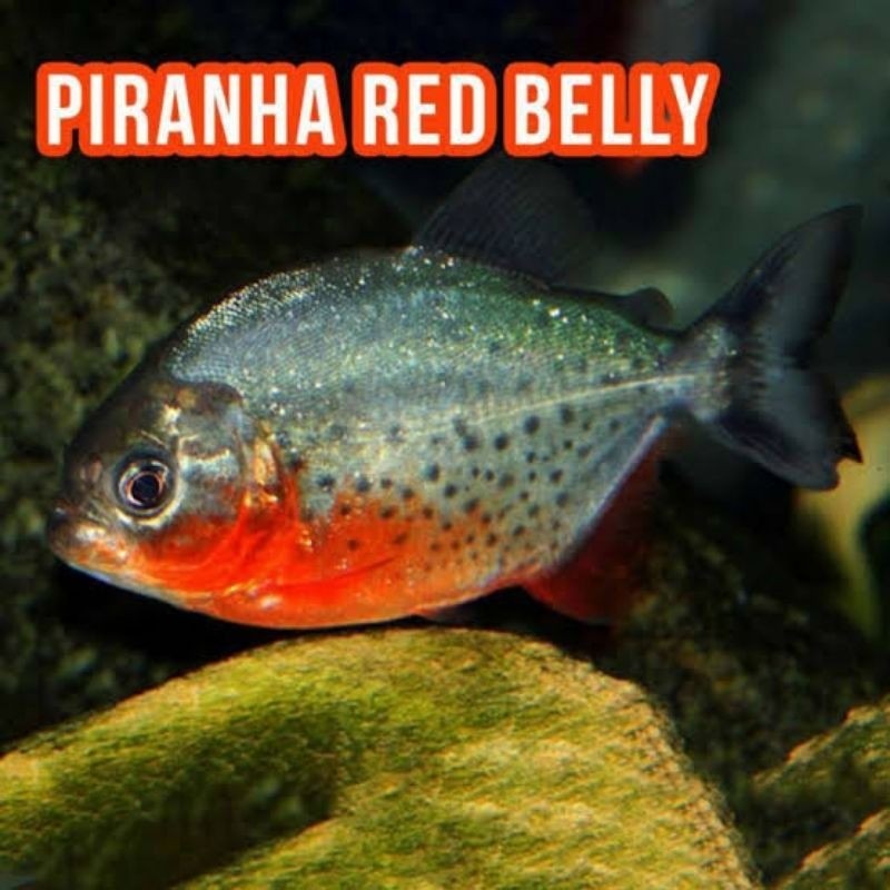 Ikan Piranha sedang cm Red Bellied Belly RBP Khusus Instan