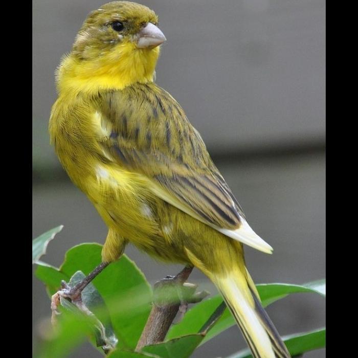 burung kenari loper gelap pilihan