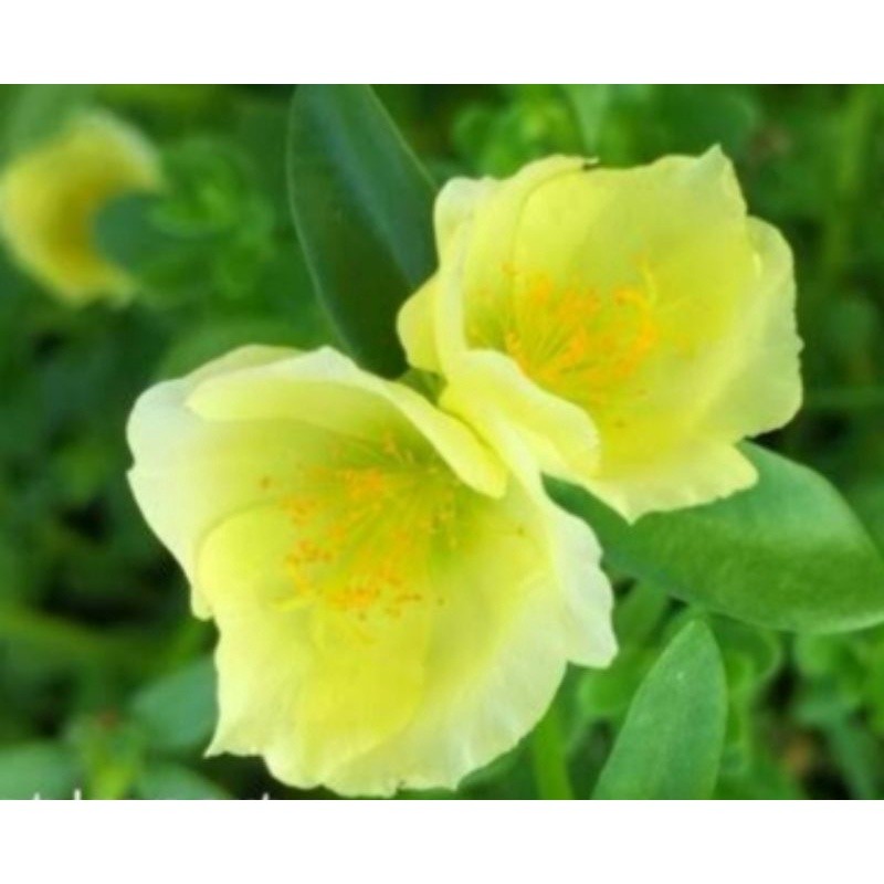 krokot import hijau epal 1 stek batang portulaca mossrose bunga pukul 9