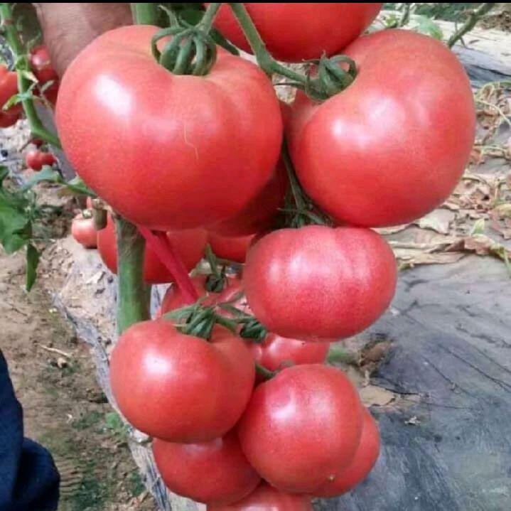 250 Biji/Benih Tomat Hibrida berkualitas Biji Benih Tomat Sayur Super