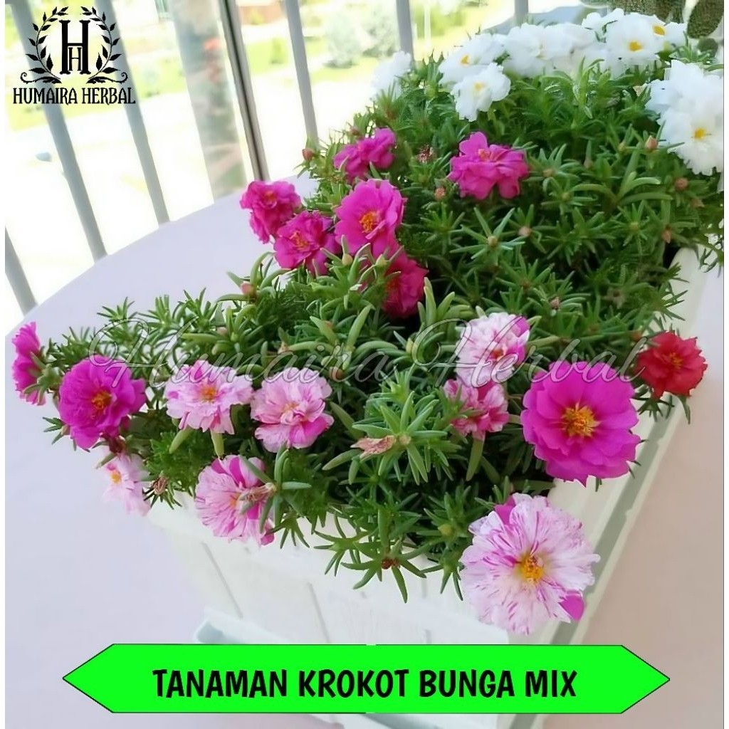 Tanaman Bunga Krokot Sutra Bombay Rimbun Krokot Bunga Warna Warni Kembang Mix Merah Putih Kuning Dll