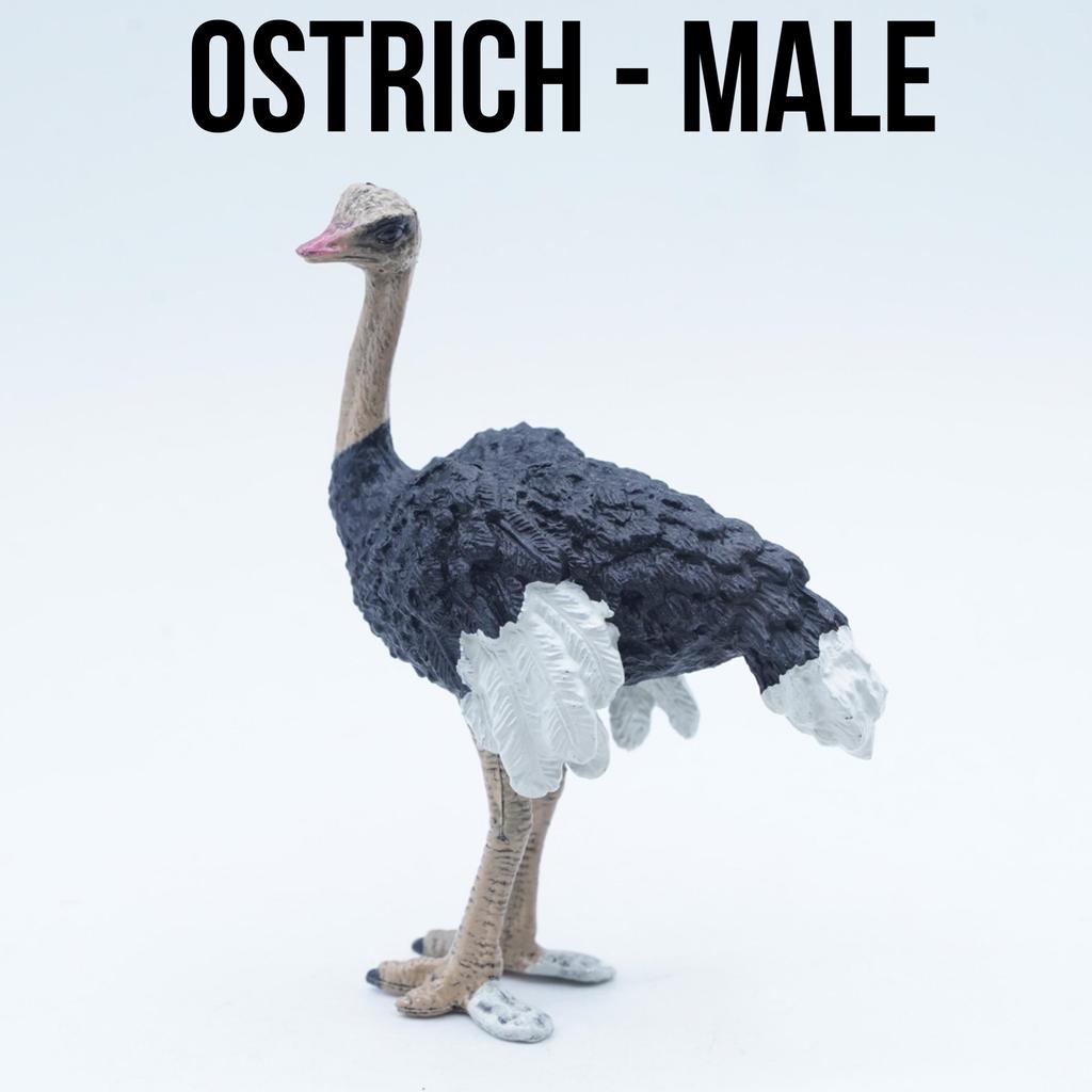 KORI OSTRICH Male Burung Unta Struthio Canelus Mainan Figure Binatang Miniature Hewan Animal Figurin