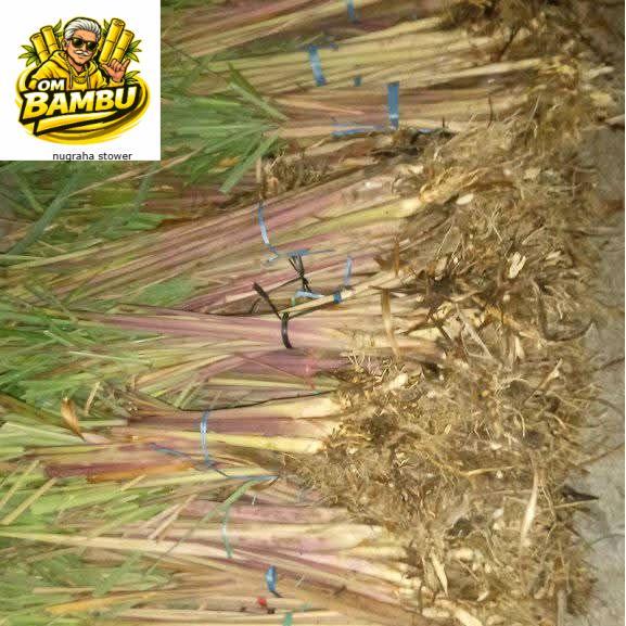 sereh wangi/sereh merah 1kg