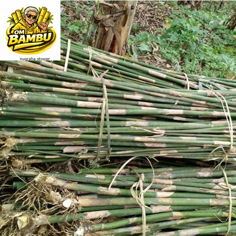 stek bibit bambu apus panjang 30cm bambu lemang bambu tali bambu kerajinan bilah bambu potongan bamb