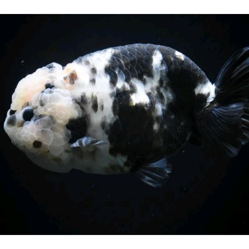 Ikan Hias Mas Koki Rancu Sapi Grade High Quality goldfishh