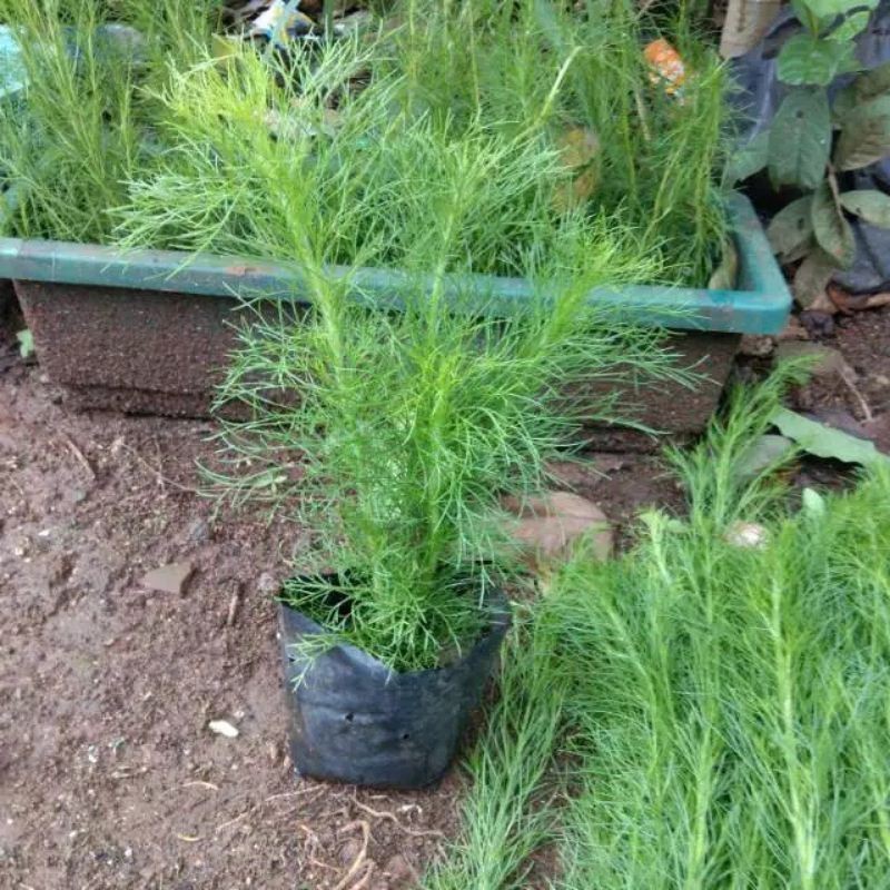 pohon cemara air / pohon cemara / tanaman pagar ,