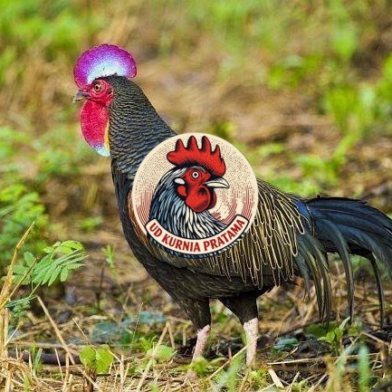 Telur ayam hutan x jawa / telur ayam hias / telur fertil siap tetas UD KURNIA PRATAMA