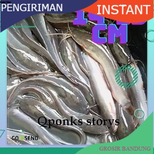 bibit lele ukuran 14-15 cm per ekor GROSIR BANDUNG GROSIR BANDUNG