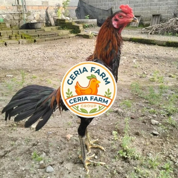 Telur Ayam Untuk Ditetaskan Telur Fertil Ayam Laga Koytradngon Cros Koytrad CERIA FARM GROUP