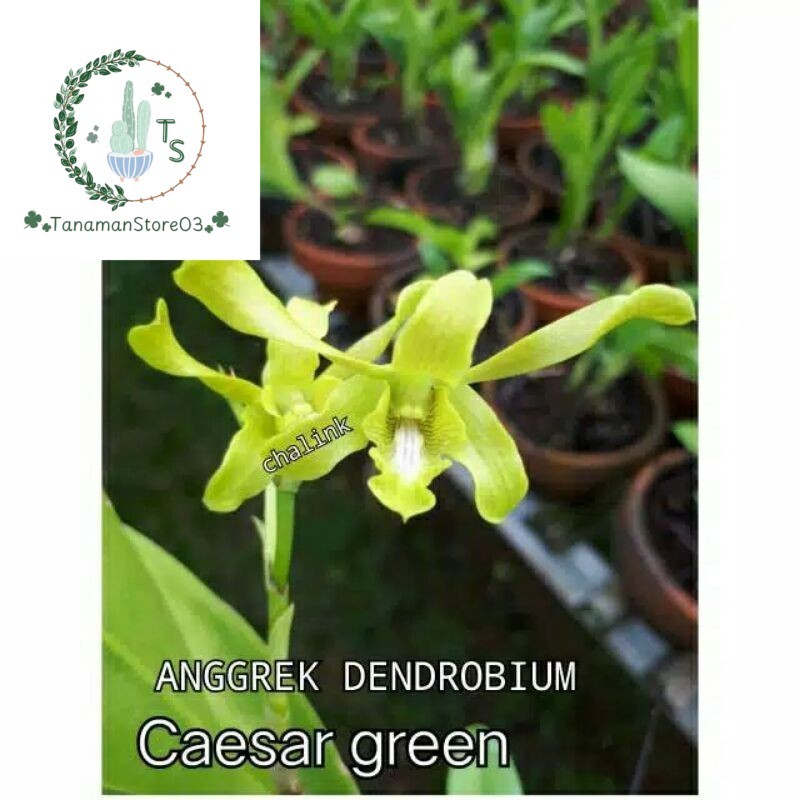 Anggrek Dendrobium Caesar Green