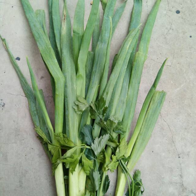 Daun Bawang Seledri