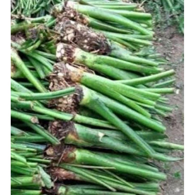 Bibit talas bogor per pohon