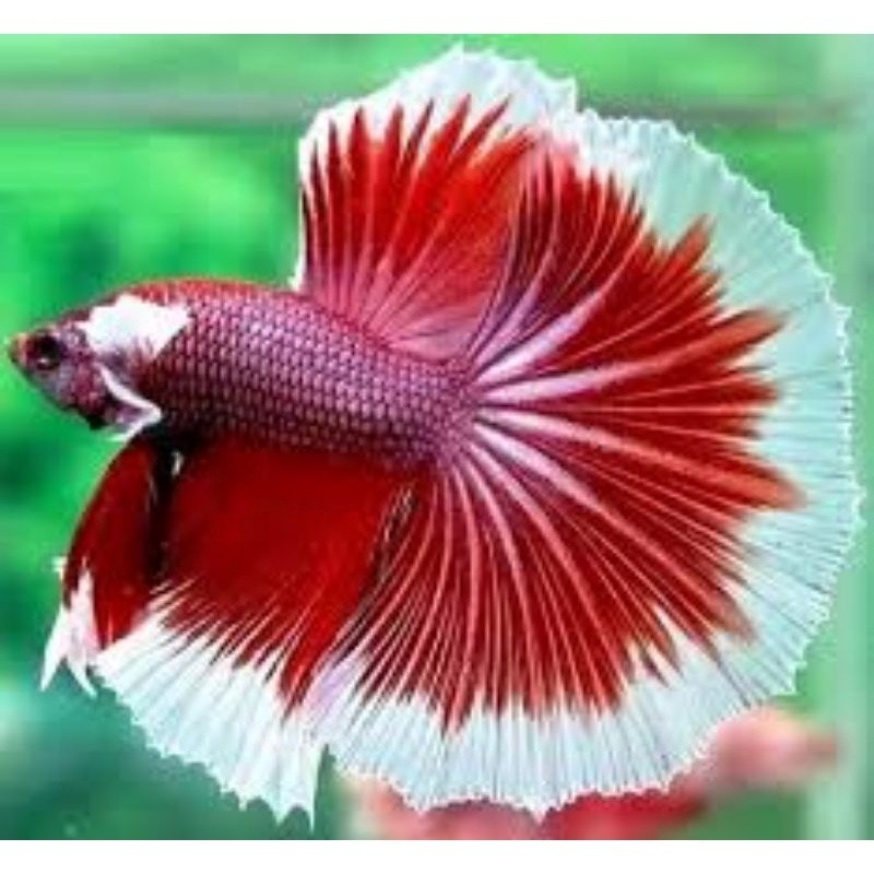 cupang Halfmoon lavender  L hiasan aquarium