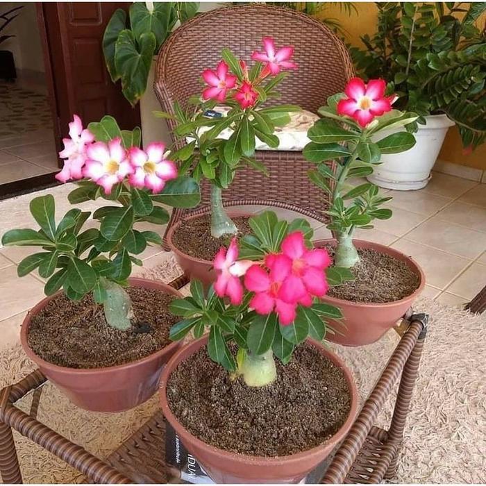 Tanaman Hias Adenium Bonggol Besar Bunga Adenium Kamboja Jepang