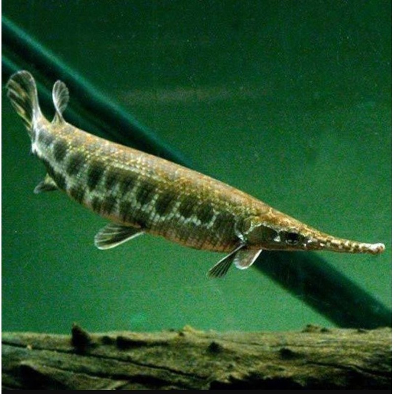 Hiasan Akuarium Florida Gar 8-10 Cm ali