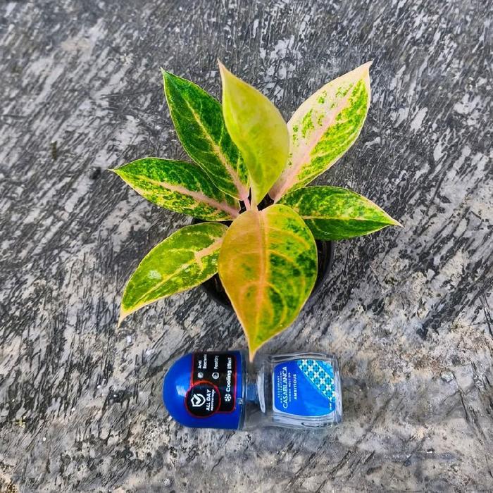 Bibit tanaman hias aglonema tembaga Greg