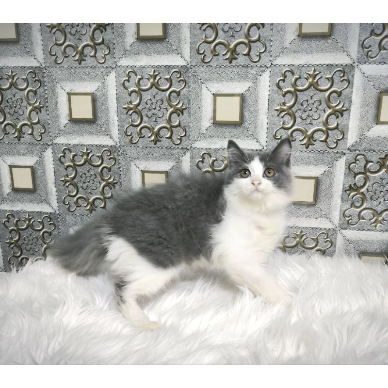 Kucing Persia Anggora Himalaya Ragdoll Kitten