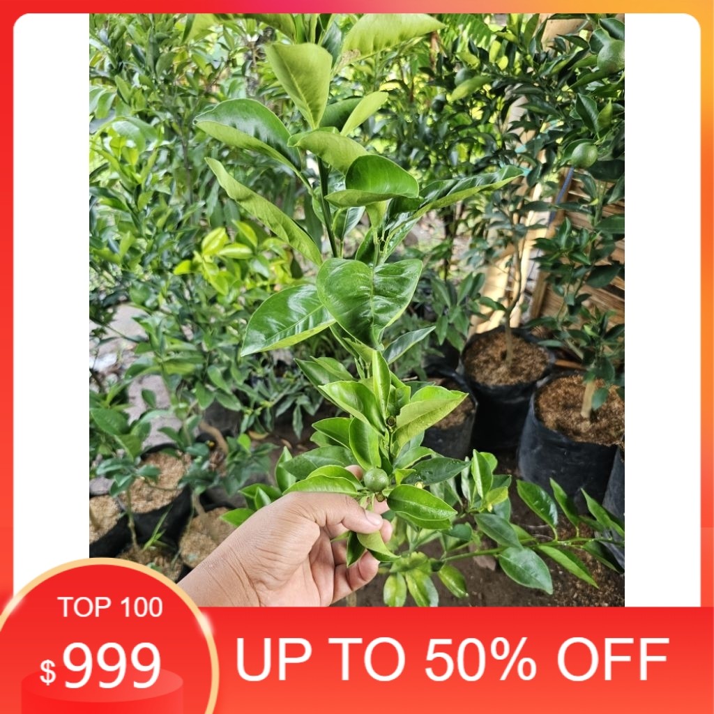 Bibit jeruk sunkist merah baby java kondisi berbunga/berbuah BISA COD