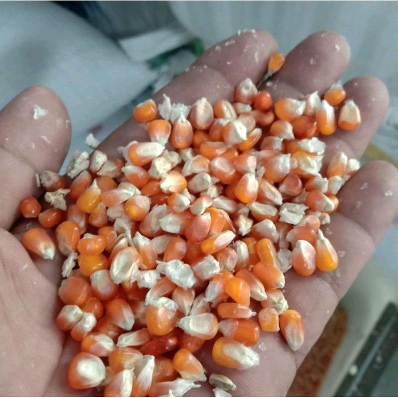 Jagung Kristal 1kg Karung  Jagung Kristal Pakan Merpati