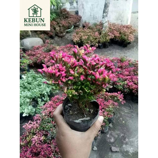 NEW Krokot Merah Super2 Jual Polibekan Asli Sperti Difoto