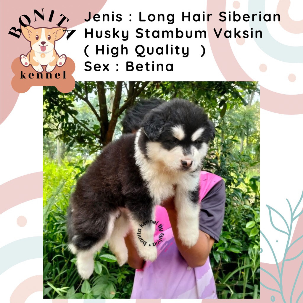 Siberian Husky Long Hair Stambum Anak Anjing Husky Grey Red Cooper