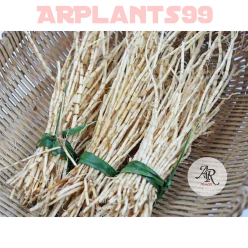 Akar Alang Alang | Akar Ilalang | Akar Alang-Alang Segar 100 Gram