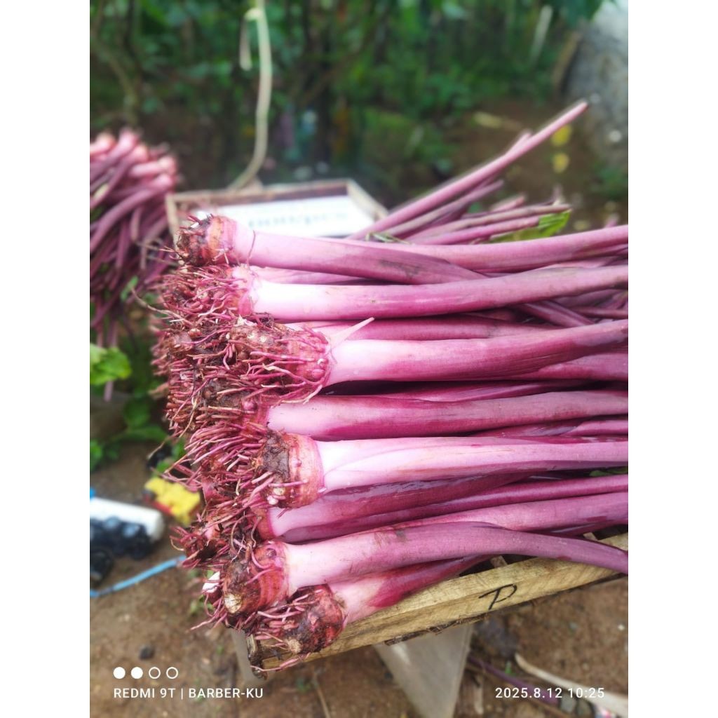 bibit talas pratama 3/talas ungu bogor, 1 paket  isi 15batang,