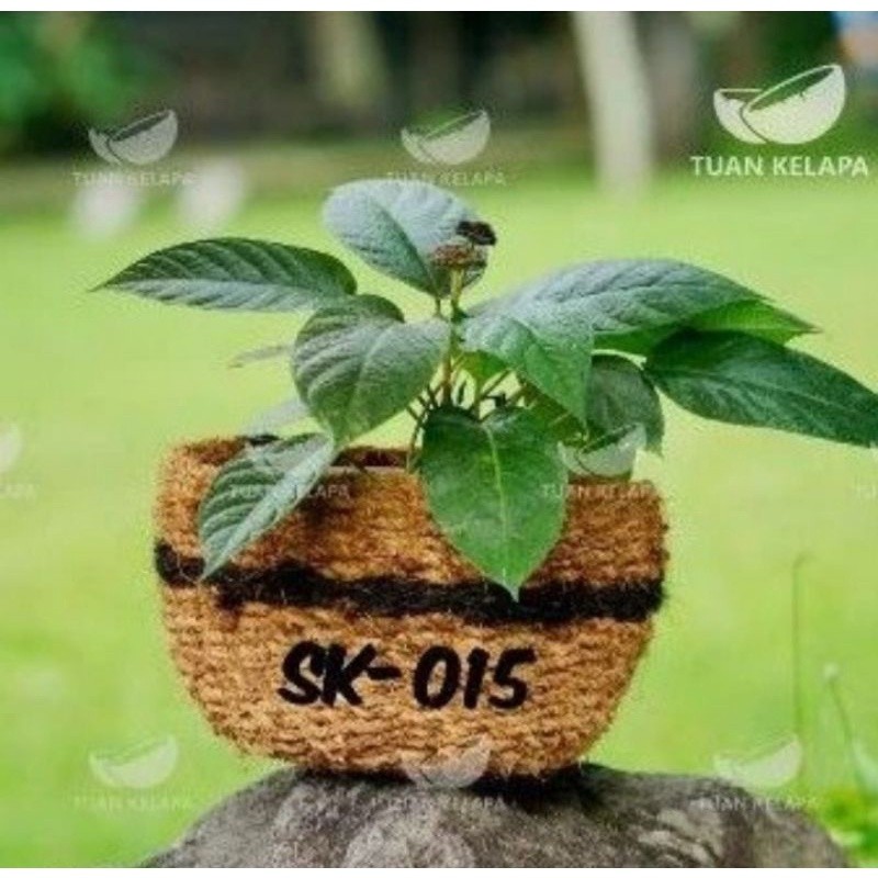 Pot sabut kelapa duduk pot JUMBO sabut kelapa (Griya Taman Store)