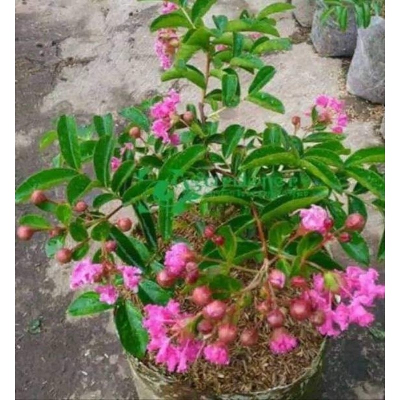 Tanaman Bibit bunga sakura jepang sudah berbunga