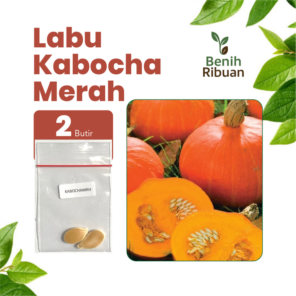 BENIH RIBUAN - Benih Labu Kabocha Merah Unggul, Bibit Sayuran Buah Labu Kabocha Merah Super