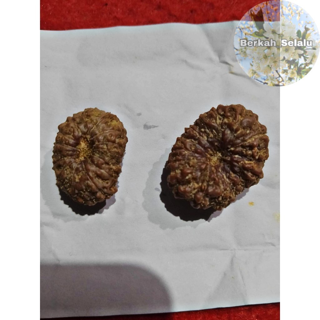 Rudraksha Mukhi 11 Garis 11 Jenitri Berkah_Selalu