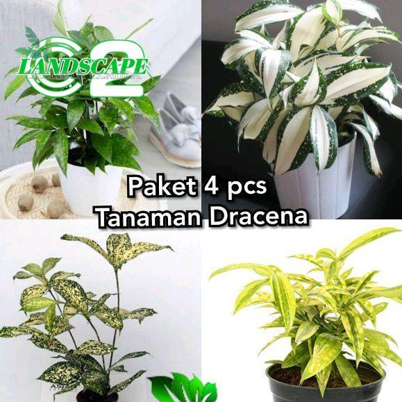 Paket 4 Pcs Tanaman Hias Dracena / Dracena Golden / Dracena Milky / Dracena Hijau / Dracena Varigata