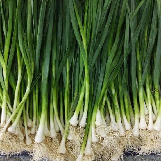 Daun bawang son fresh