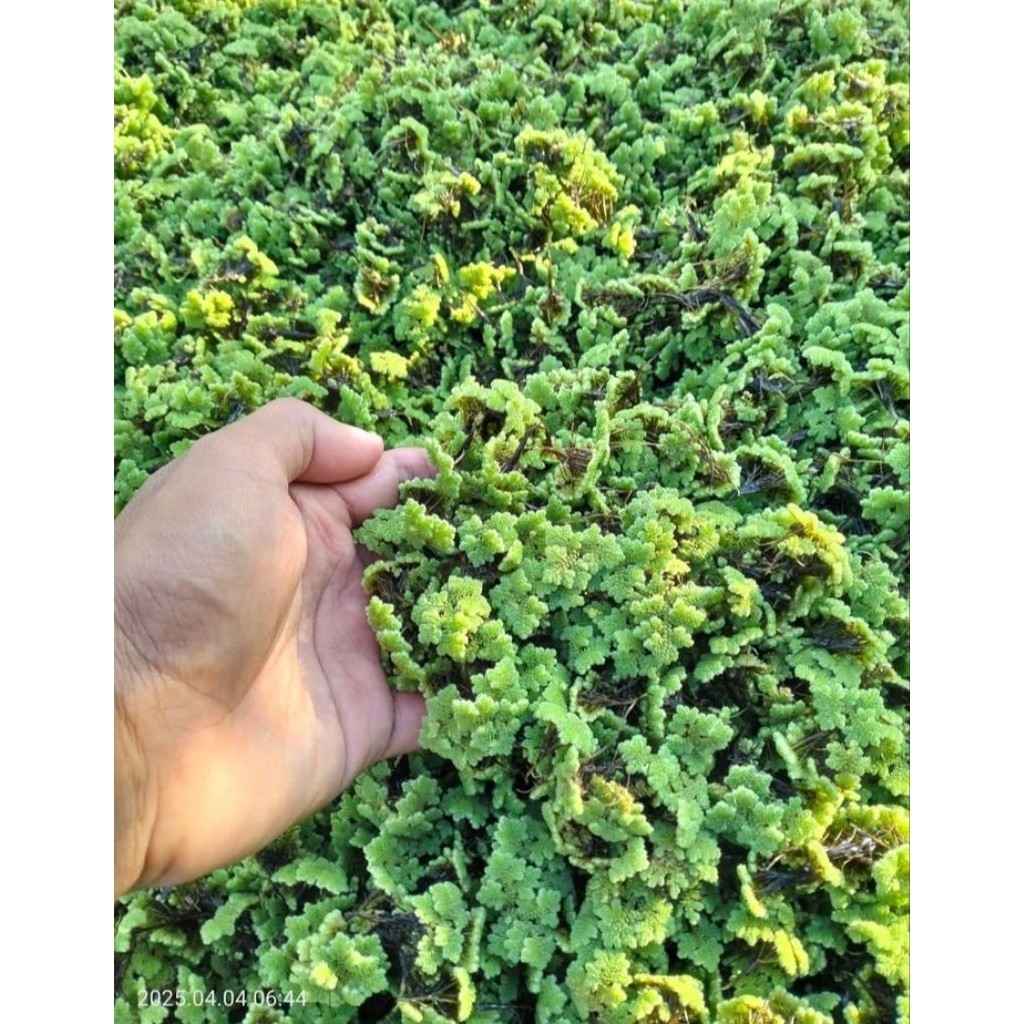 Azolla Pakan Alami Ikan, Bebek & Ayam