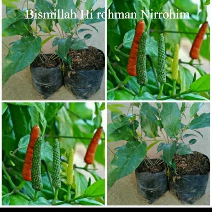 Bibit Cabe Jawa/ Bibit Cabai Jawa/ Cabe Puyang Cabe Obat