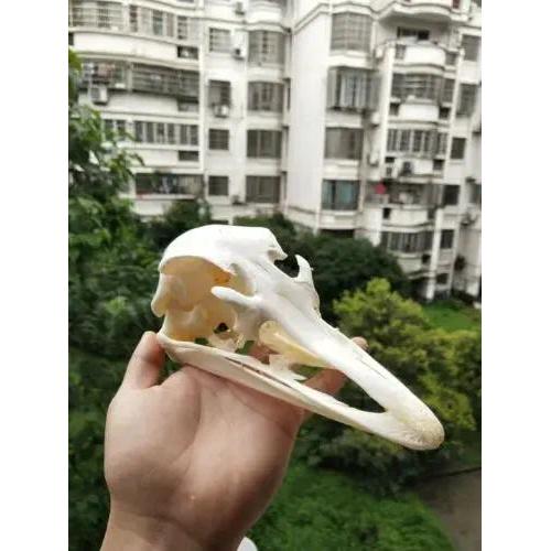 Real Ostrich Skull Animal Skeleton Ornament Handicraft Halloween Prop Zoo Display Decorative Head Mo