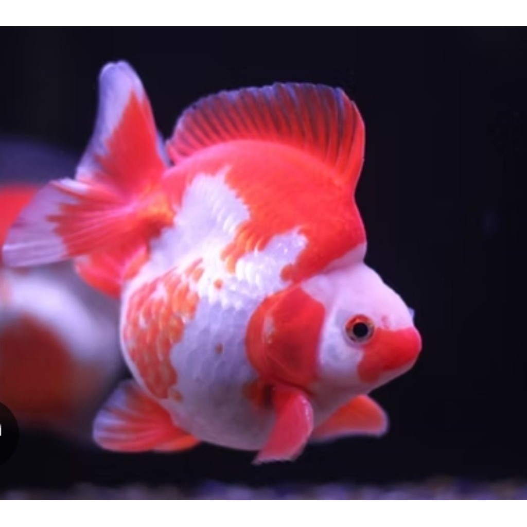 Mas Koki Ryukin red white Ukuran 10-12  Cm Per Ekor